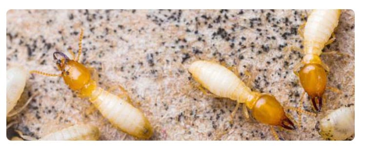 Termite Control Nundah