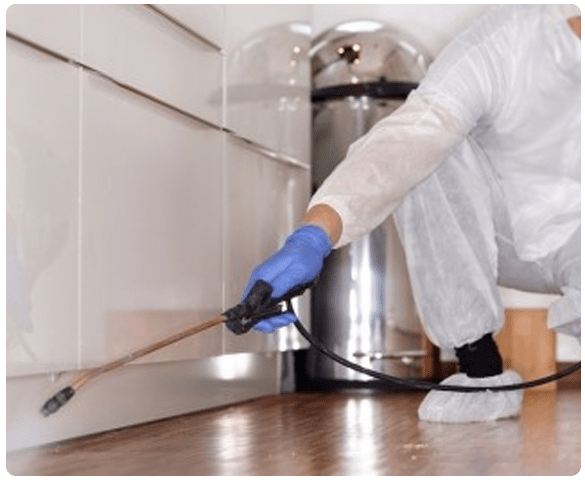 Advantages Of Professional Pest Control Service in Nundah