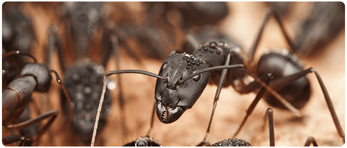 Ant Control Nundah