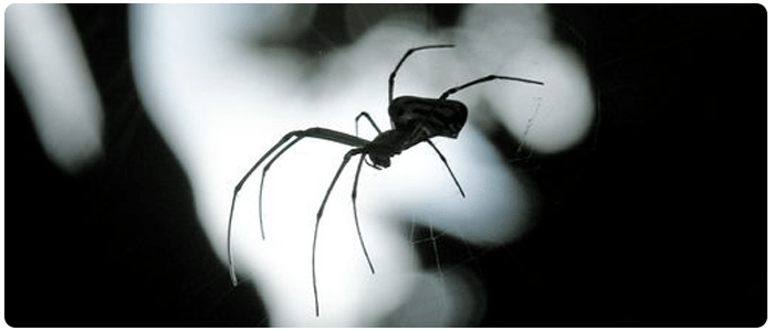 Spider Control Nundah