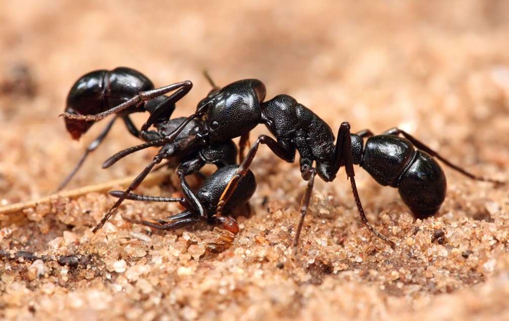 Ant Control